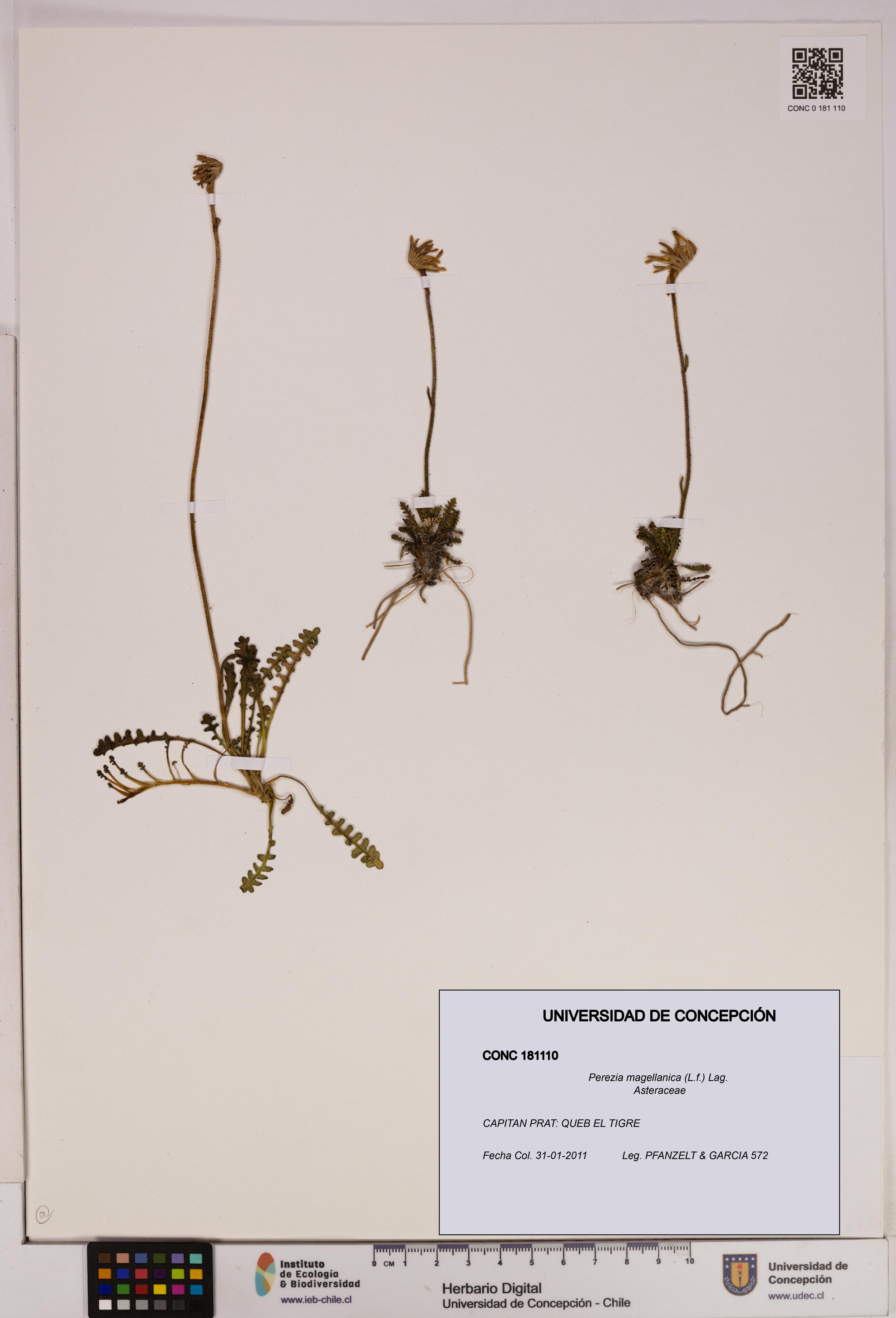 Perezia magellanica [Espécimen: UDEC:CONC:0181110]