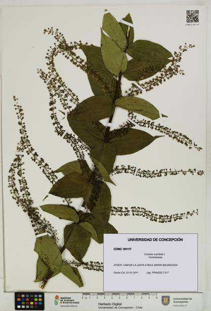 Coriaria ruscifolia [Espécimen: ]
