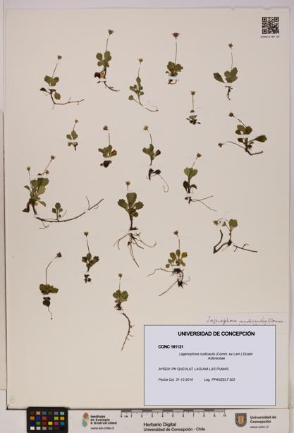 Lagenophora nudicaulis [Espécimen: ]