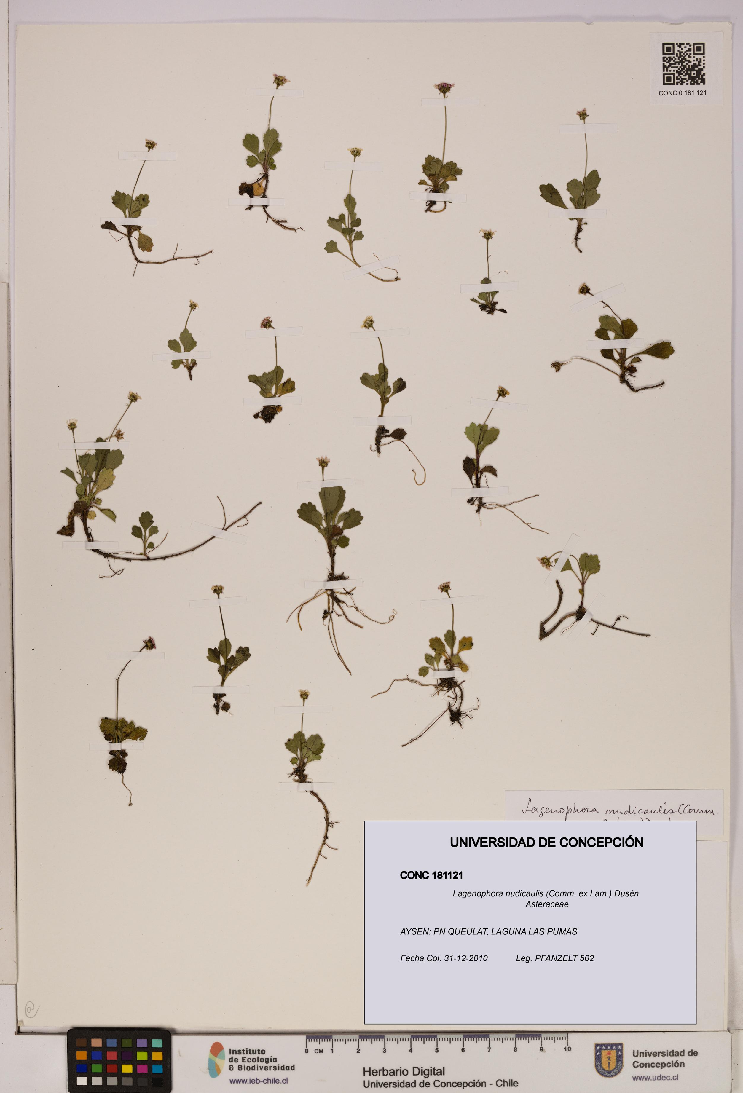 Lagenophora nudicaulis [Espécimen: ]