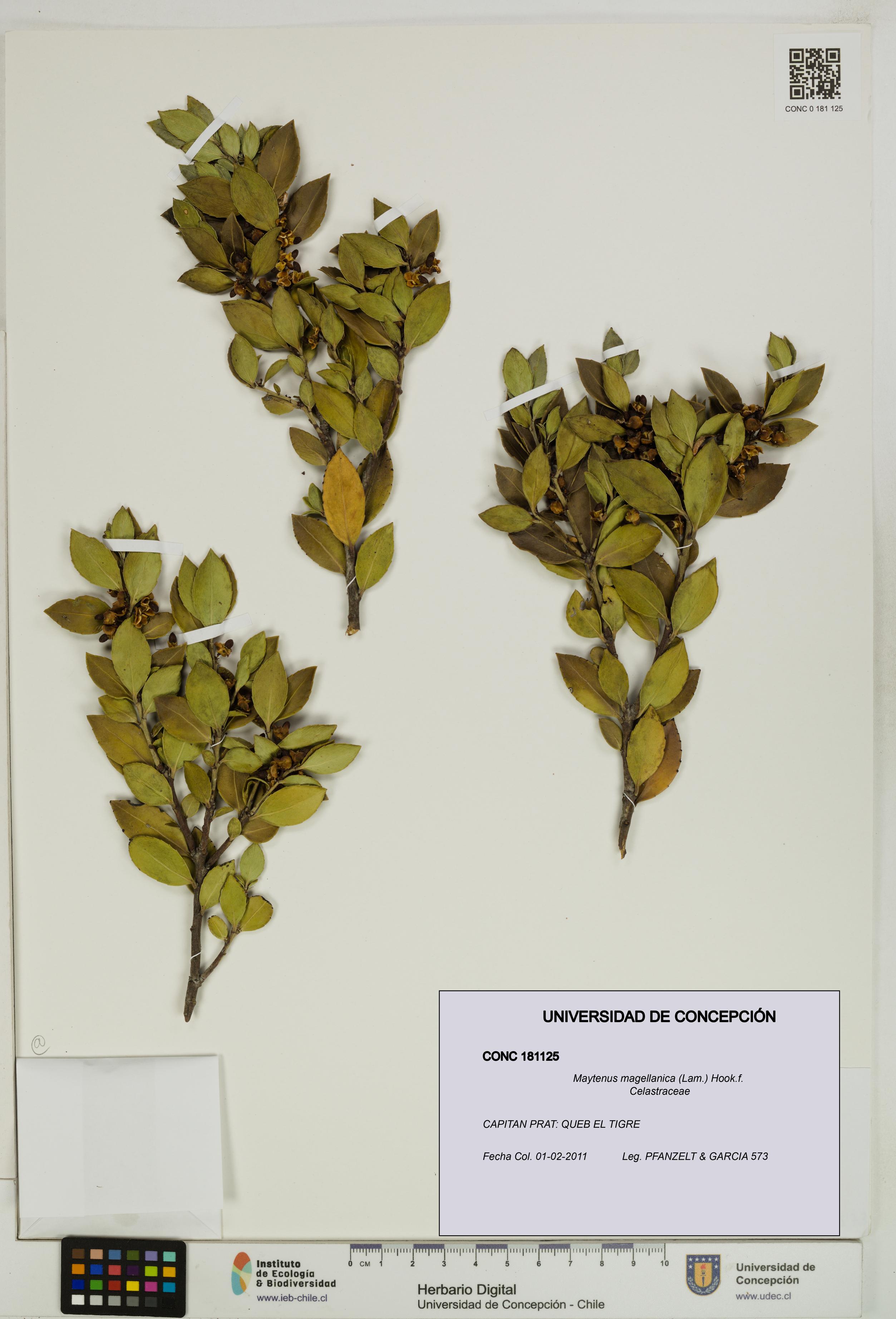 Maytenus magellanica [Espécimen: UDEC:CONC:0181125]