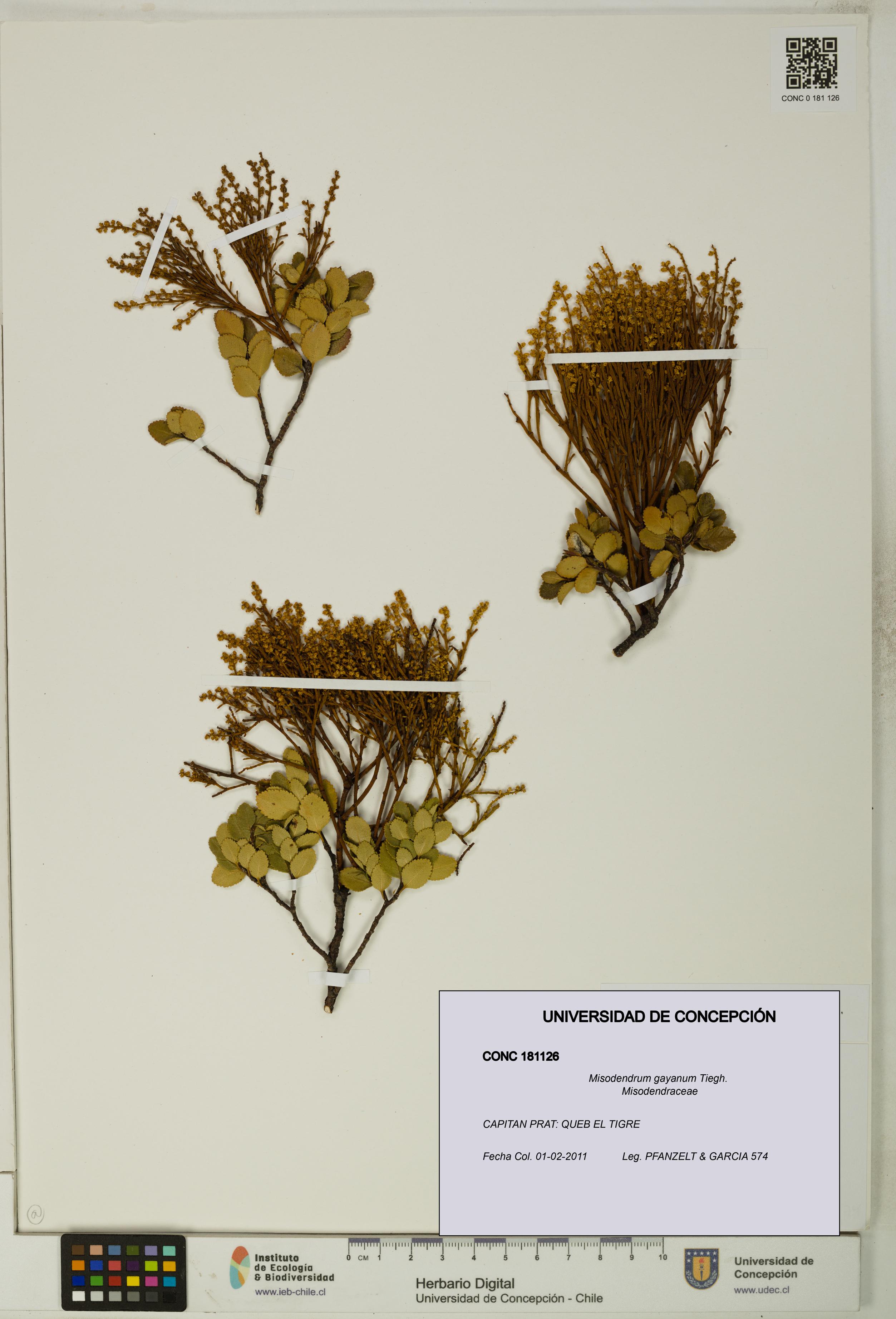 Misodendrum gayanum [Espécimen: UDEC:CONC:0181126]
