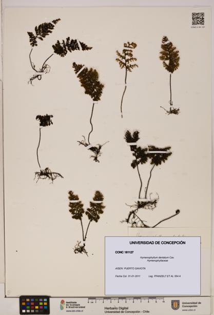 Hymenophyllum dentatum [Espécimen: UDEC:CONC:0181127]