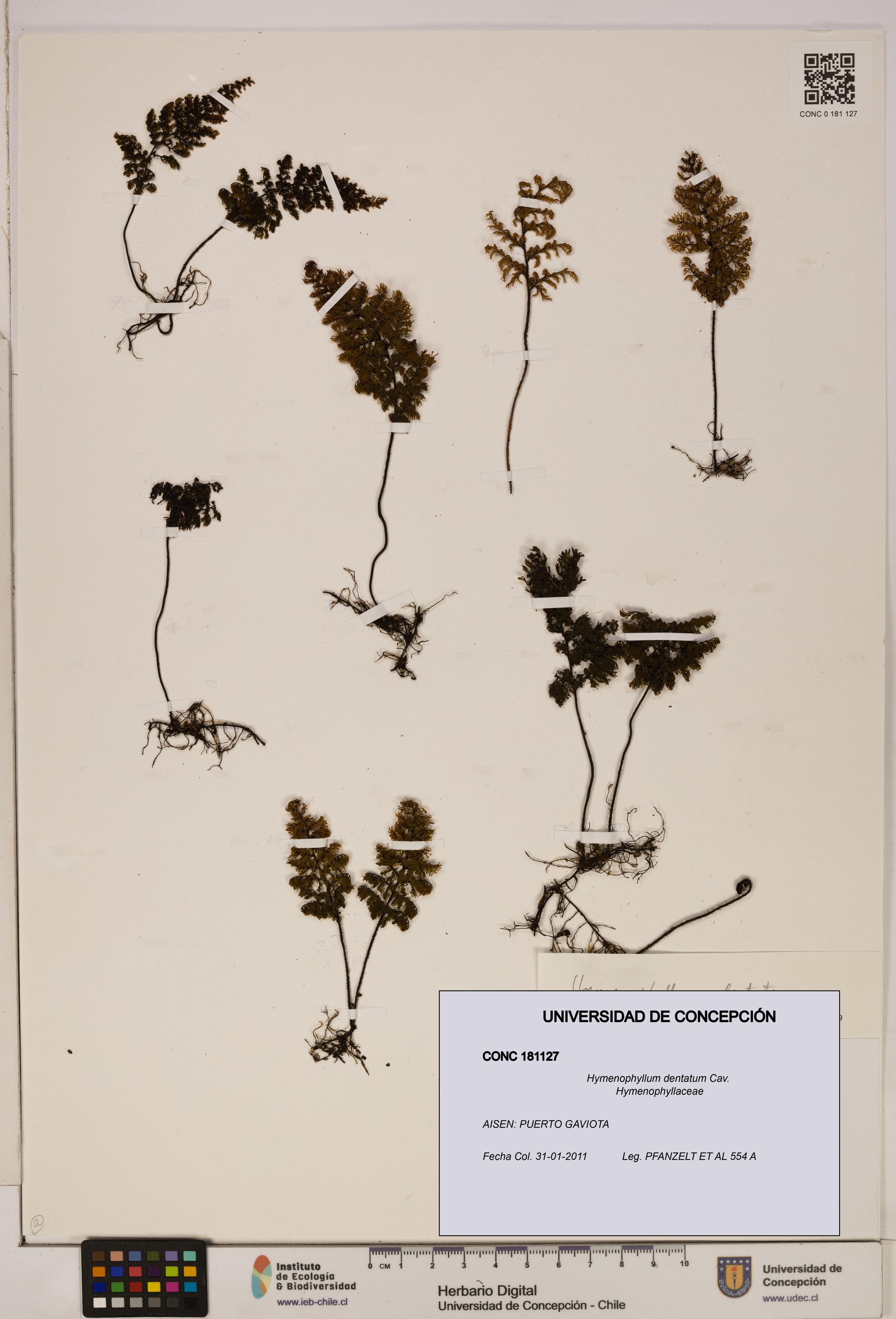 Hymenophyllum dentatum [Espécimen: UDEC:CONC:0181127]