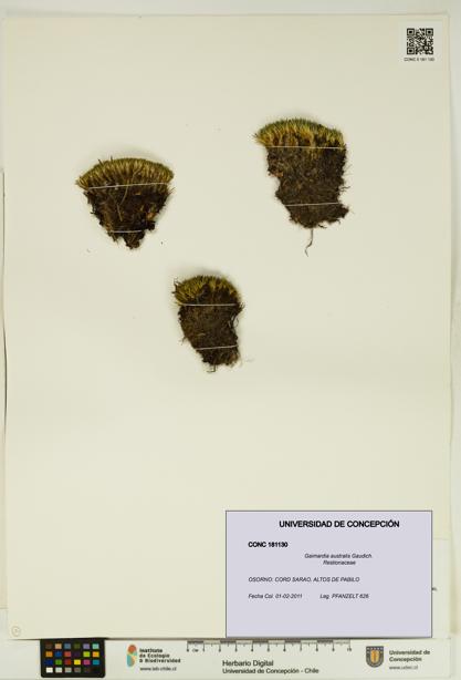 Gaimardia australis [Espécimen: UDEC:CONC:0181130]