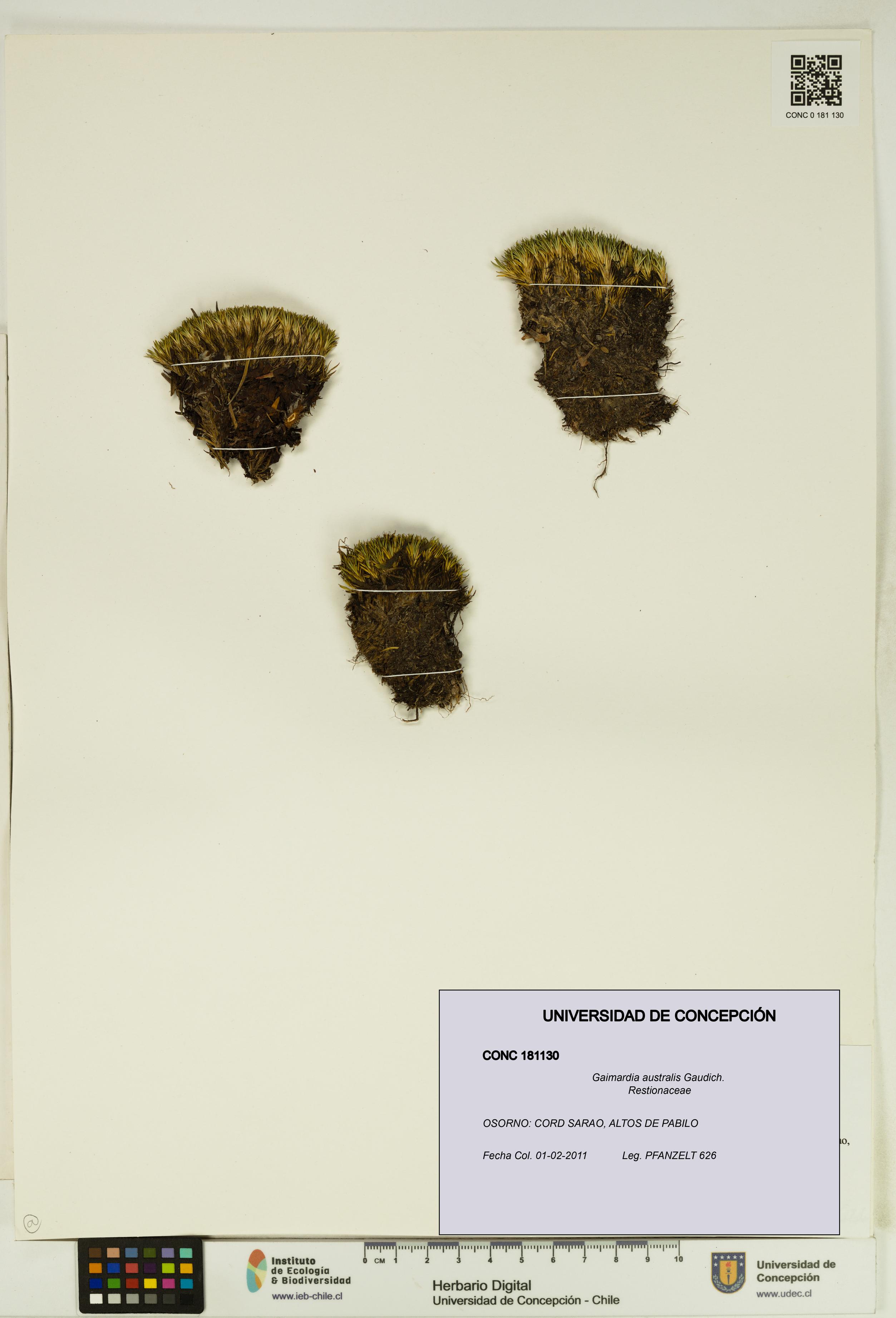 Gaimardia australis [Espécimen: UDEC:CONC:0181130]