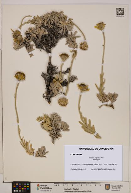 Senecio argyreus [Espécimen: UDEC:CONC:0181132]