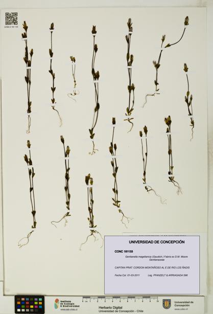 Gentianella magellanica [Espécimen: UDEC:CONC:0181133]