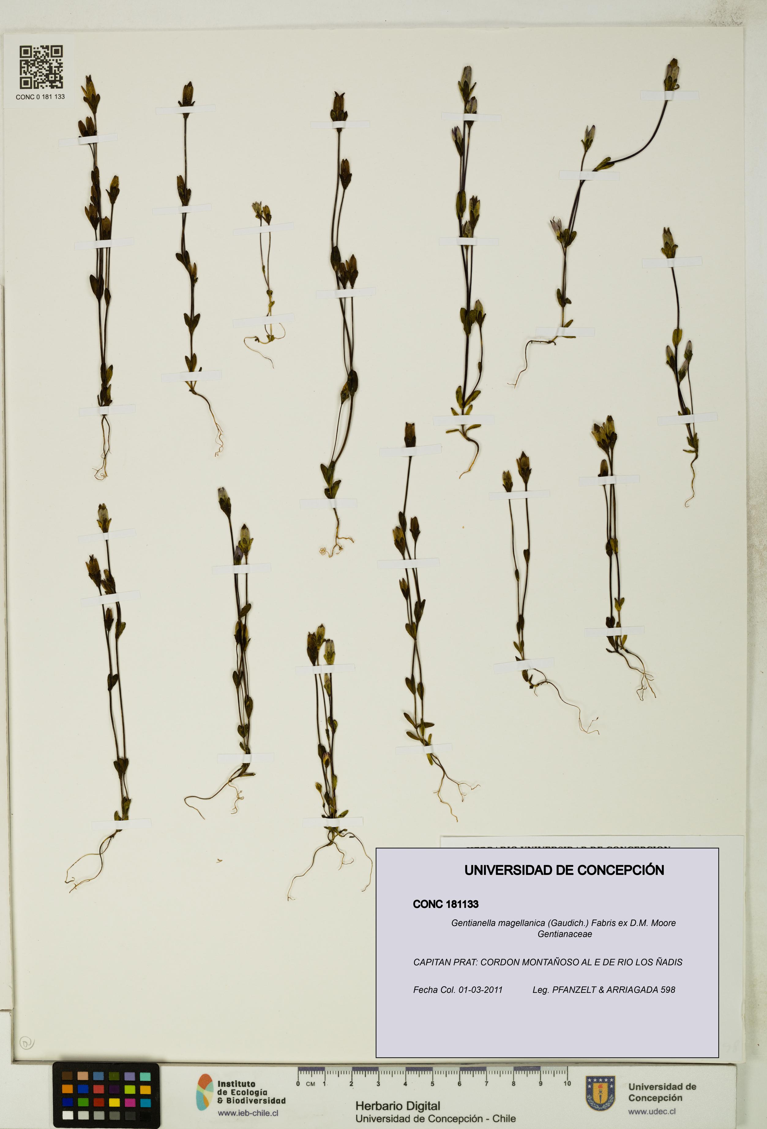 Gentianella magellanica [Espécimen: UDEC:CONC:0181133]