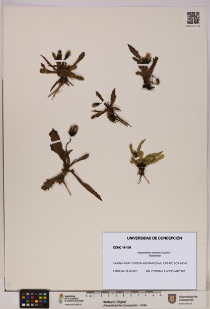 Hypochaeris arenaria [Espécimen: UDEC:CONC:0181135]