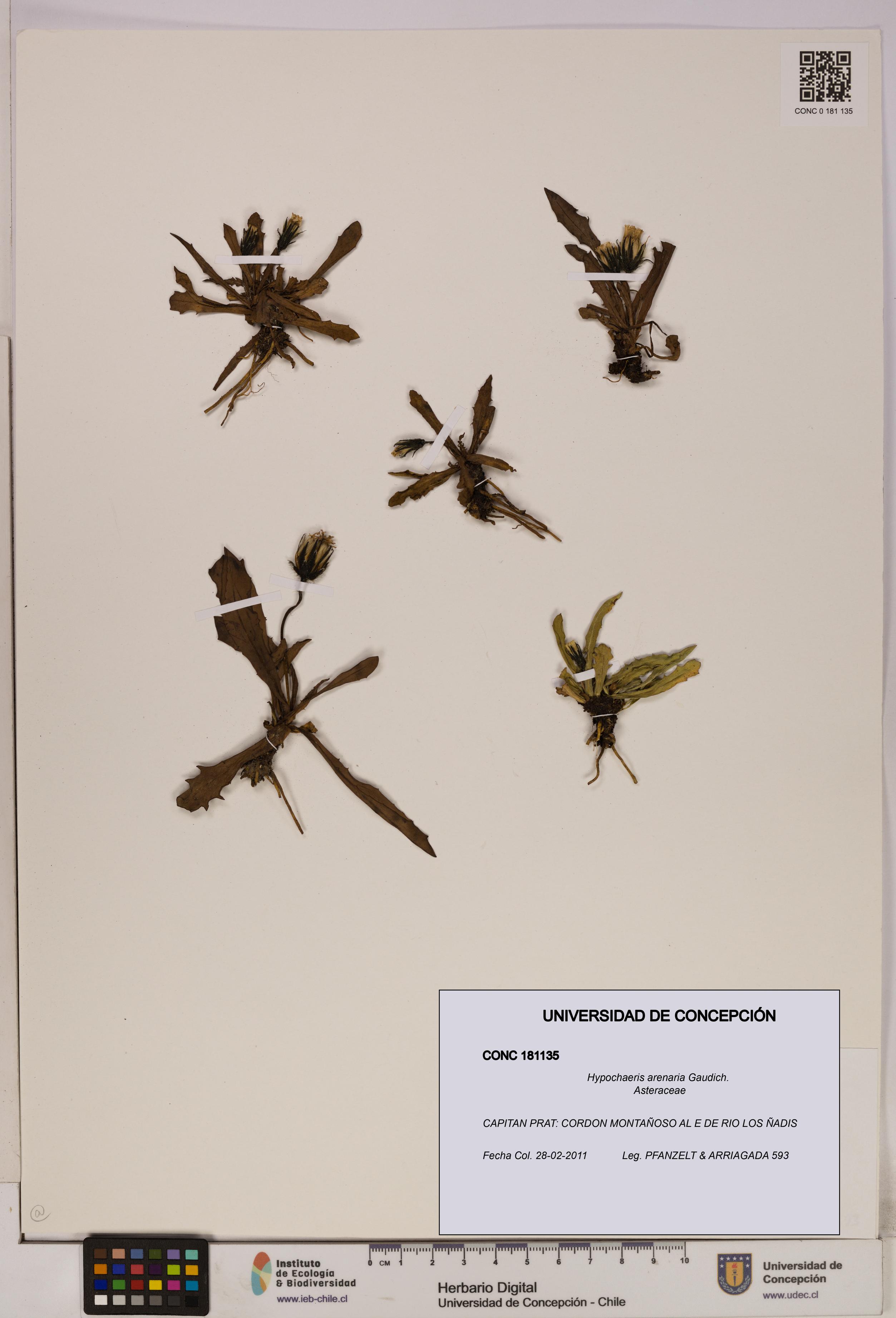 Hypochaeris arenaria [Espécimen: UDEC:CONC:0181135]