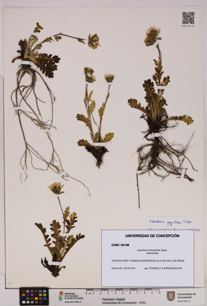 Leucheria eriocephala [Espécimen: UDEC:CONC:0181136]