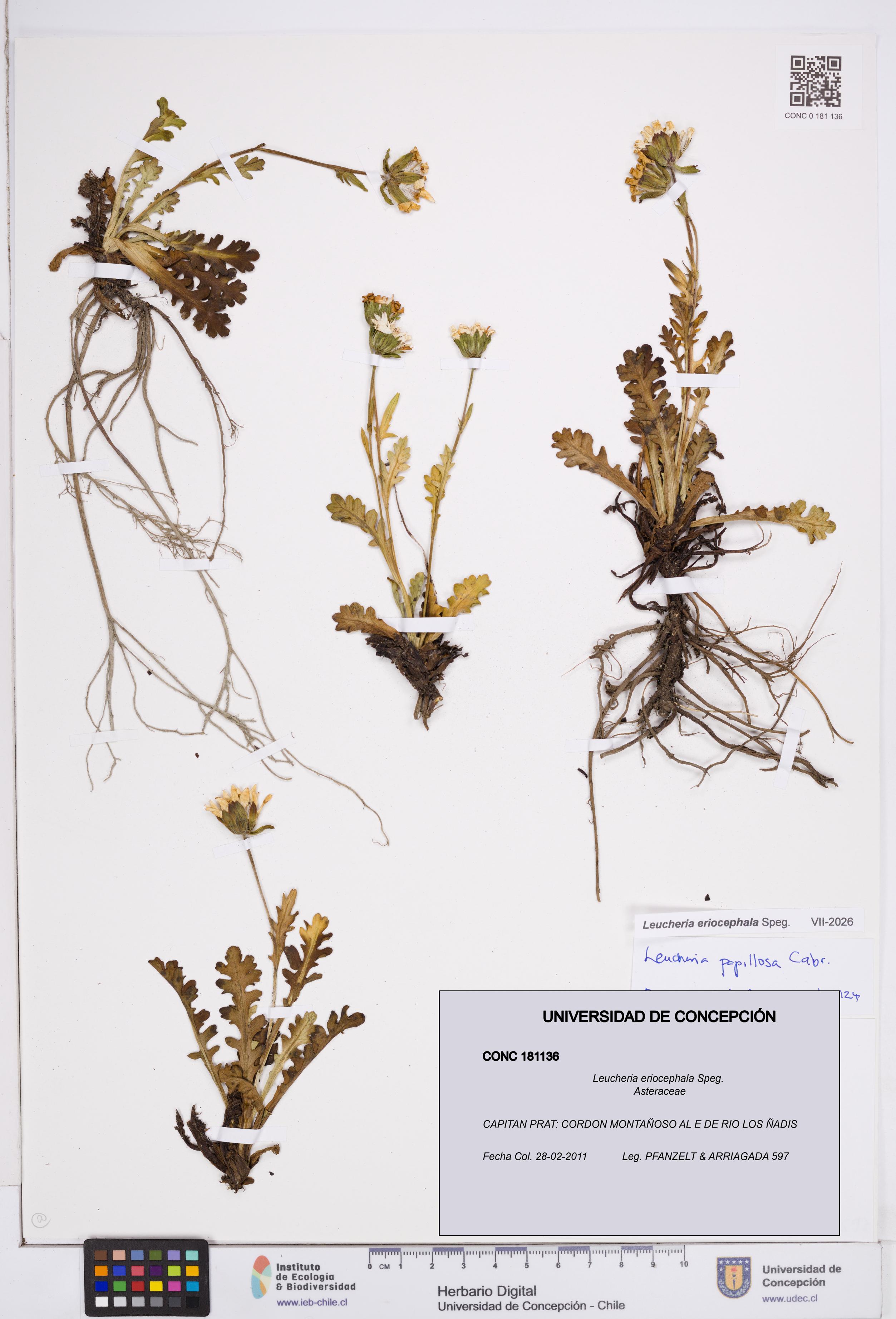Leucheria eriocephala [Espécimen: ]