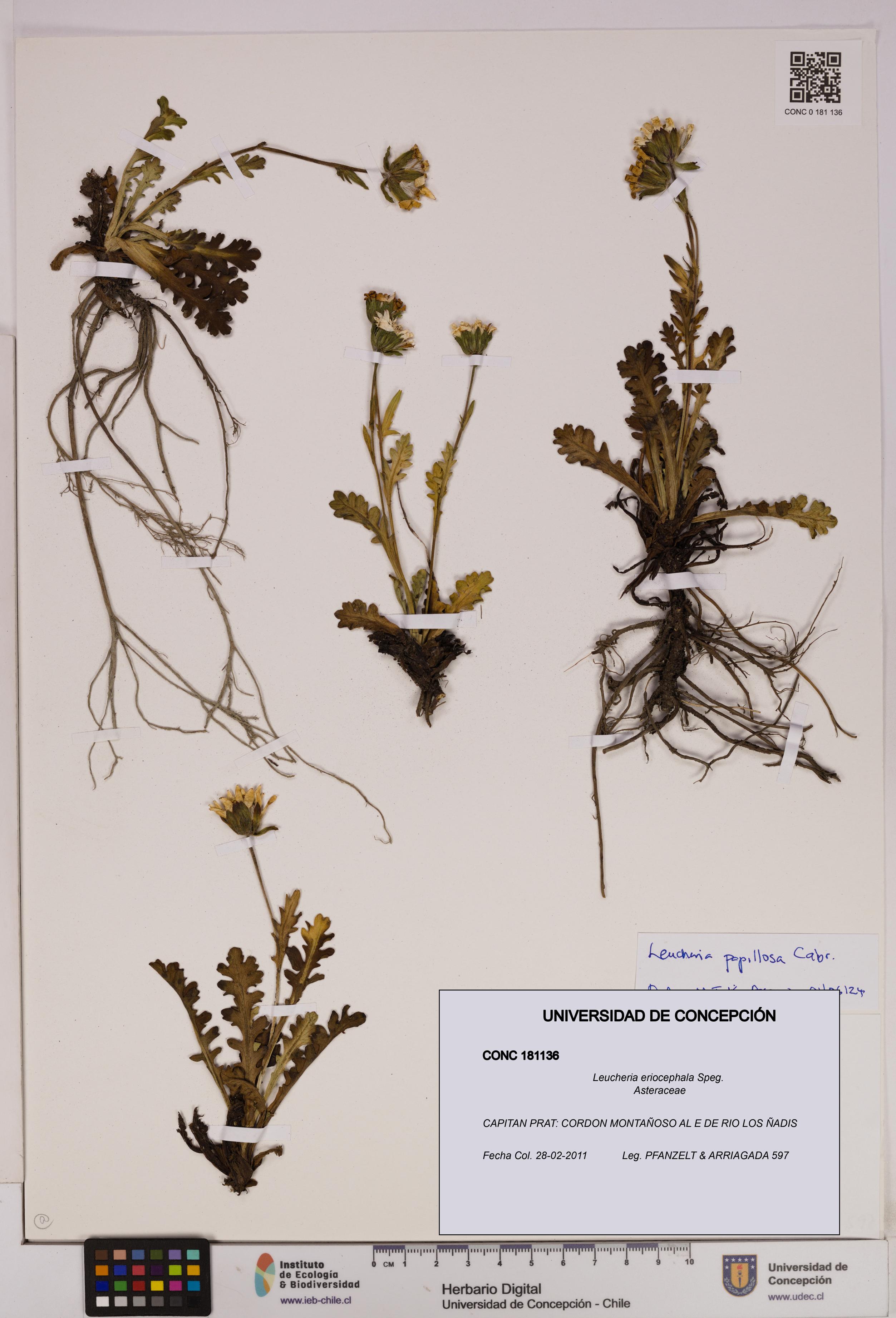 Leucheria eriocephala [Espécimen: UDEC:CONC:0181136]