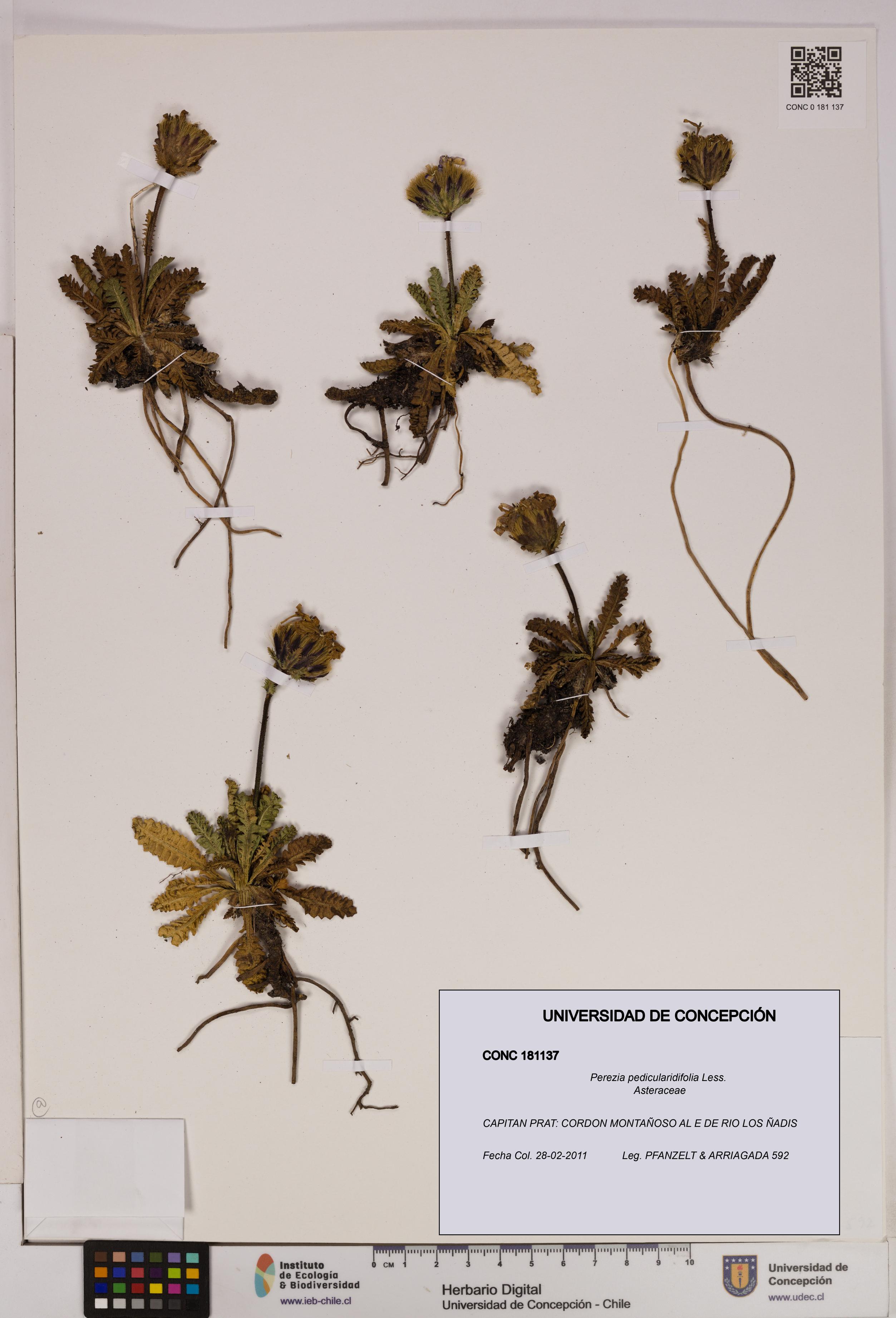 Perezia pedicularidifolia [Espécimen: UDEC:CONC:0181137]