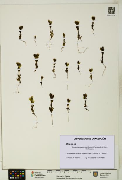 Gentianella magellanica [Espécimen: UDEC:CONC:0181139]