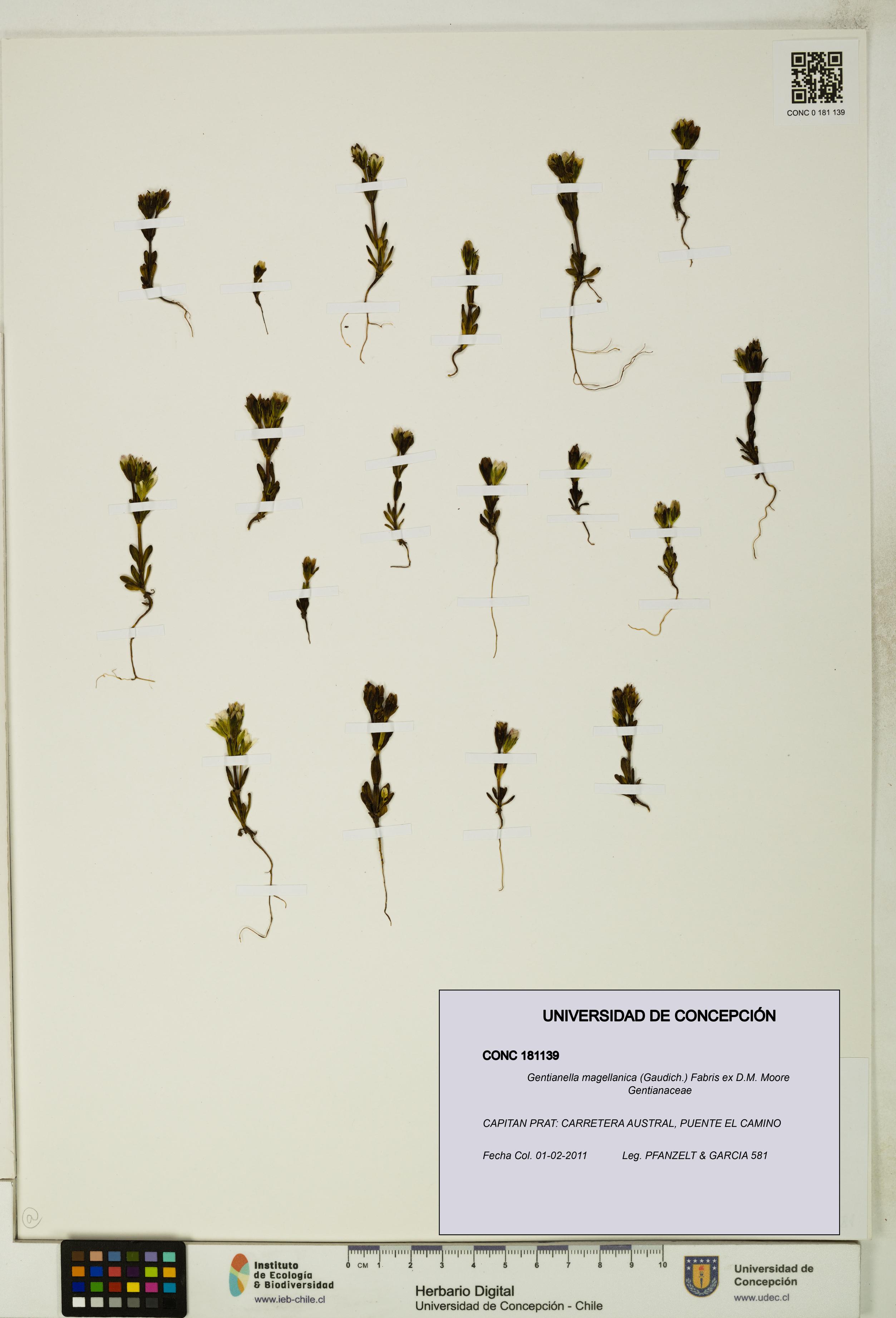 Gentianella magellanica [Espécimen: UDEC:CONC:0181139]