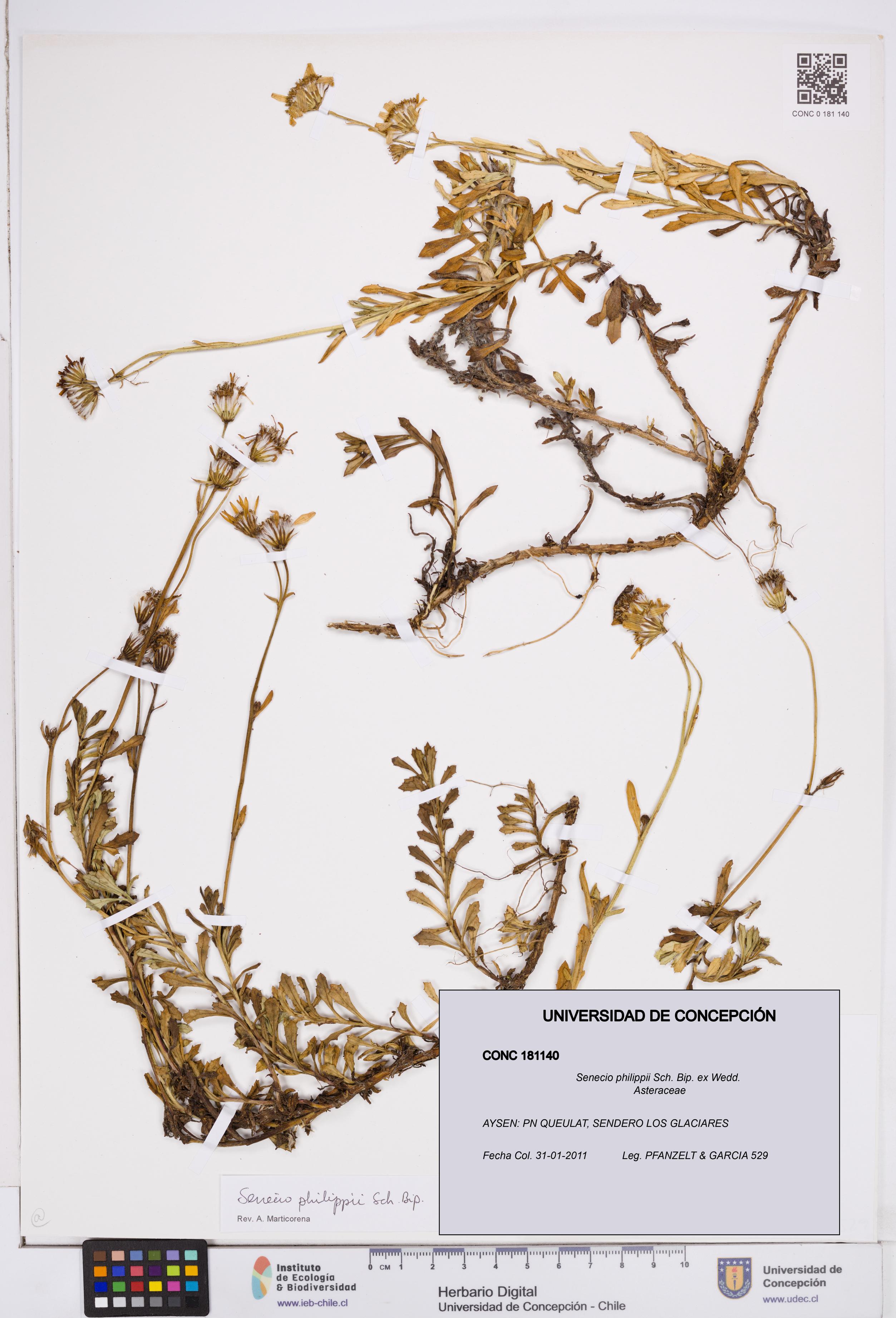 Senecio philippii [Espécimen: ]