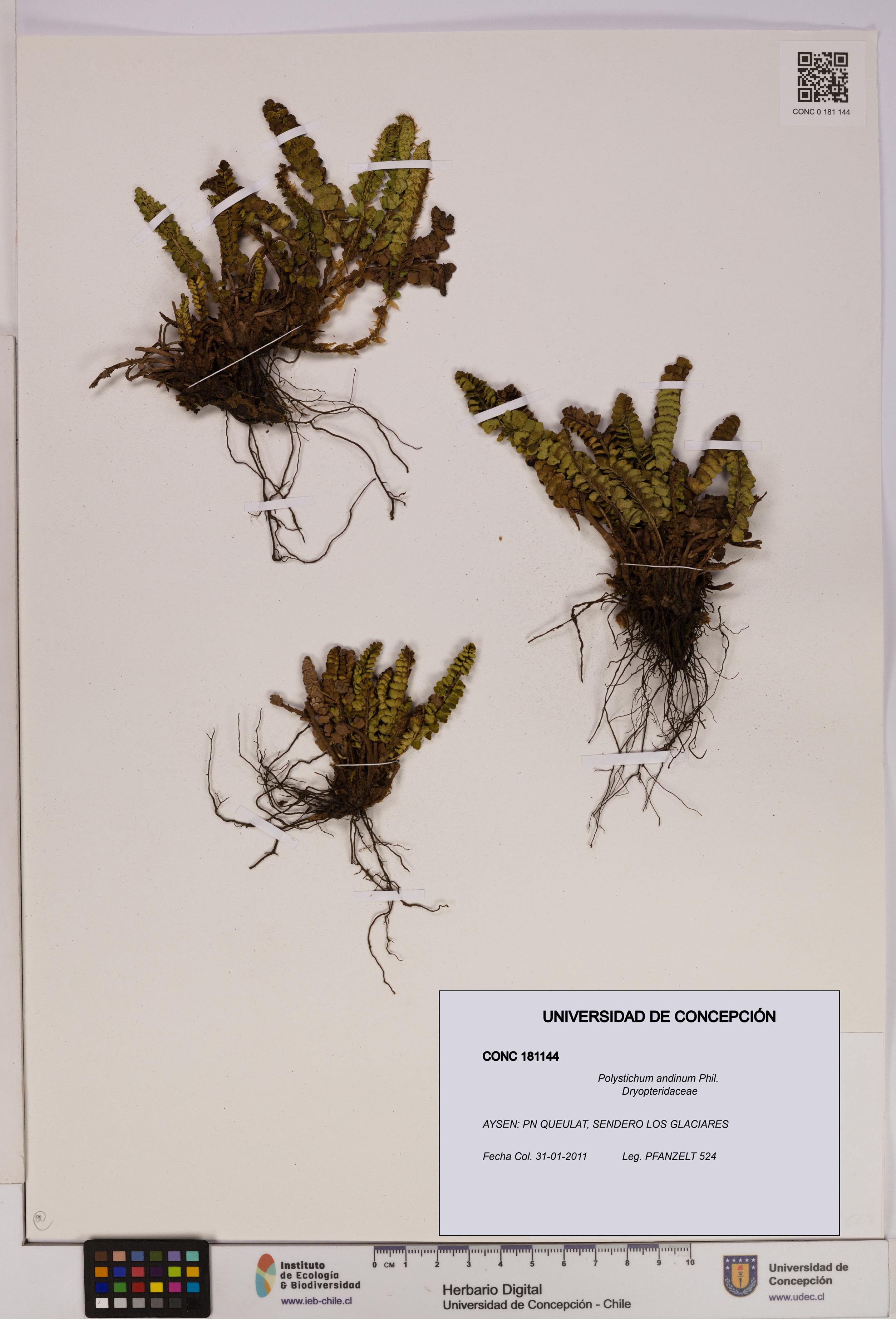 Polystichum andinum [Espécimen: UDEC:CONC:0181144]