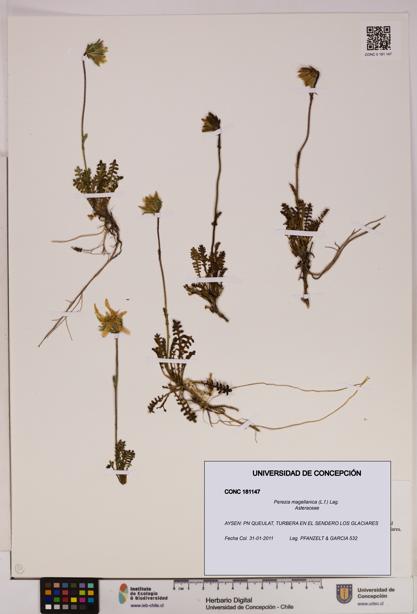 Perezia magellanica [Espécimen: UDEC:CONC:0181147]