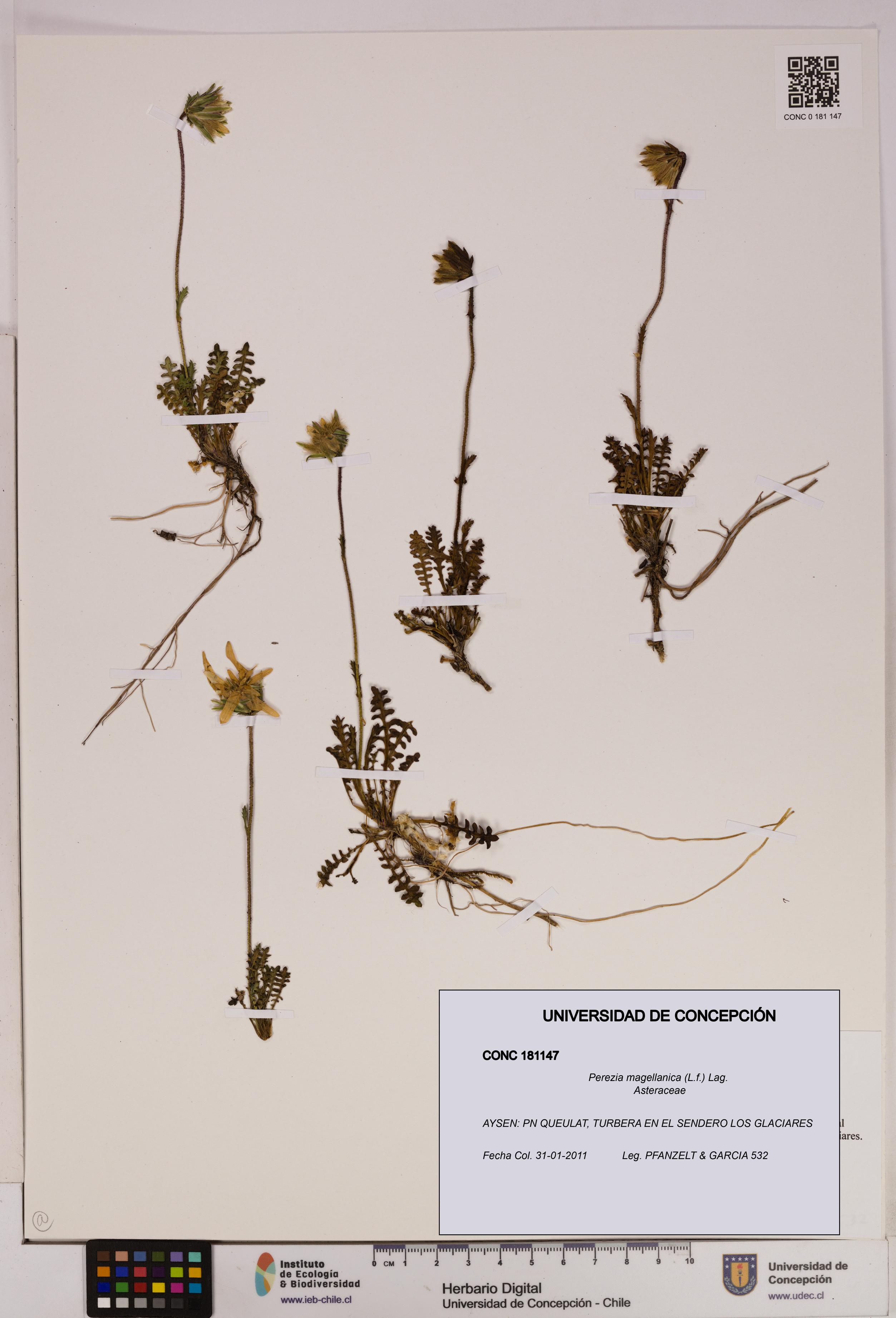 Perezia magellanica [Espécimen: UDEC:CONC:0181147]