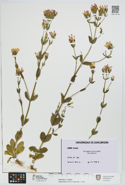 Centaurium erythraea [Espécimen: UDEC:CONC:0181152]