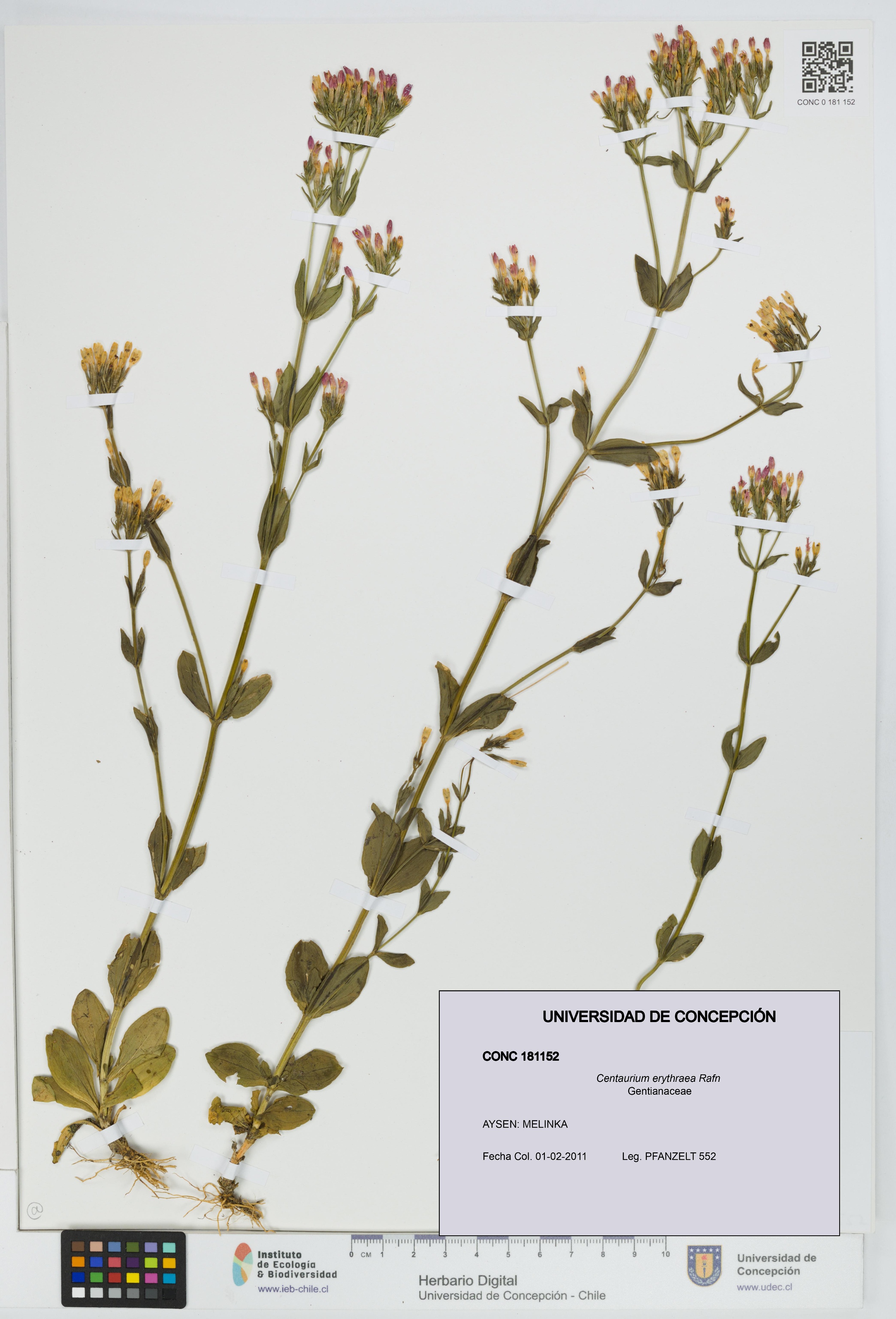 Centaurium erythraea [Espécimen: UDEC:CONC:0181152]