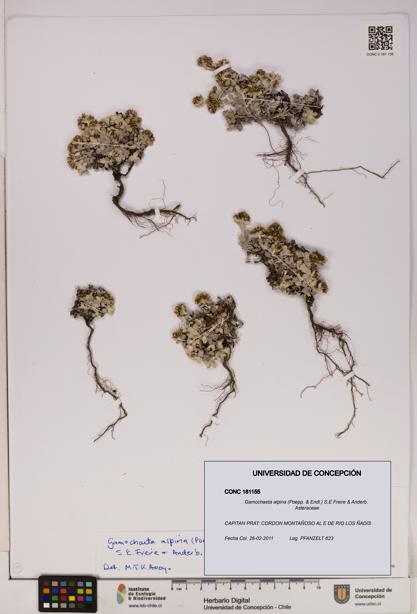 Gamochaeta alpina [Espécimen: UDEC:CONC:0181155]