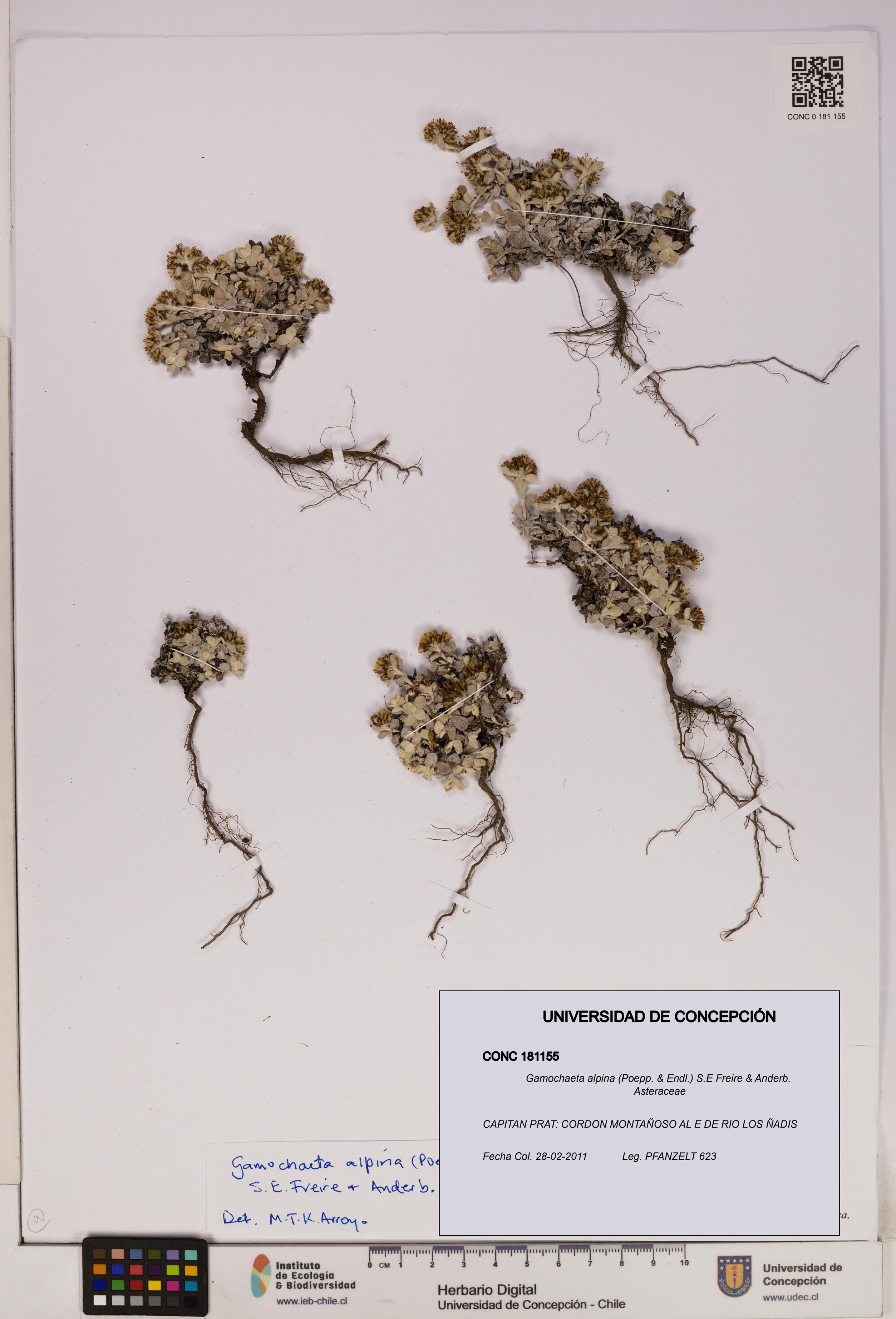 Gamochaeta alpina [Espécimen: UDEC:CONC:0181155]