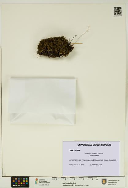 Gaimardia australis [Espécimen: UDEC:CONC:0181158]