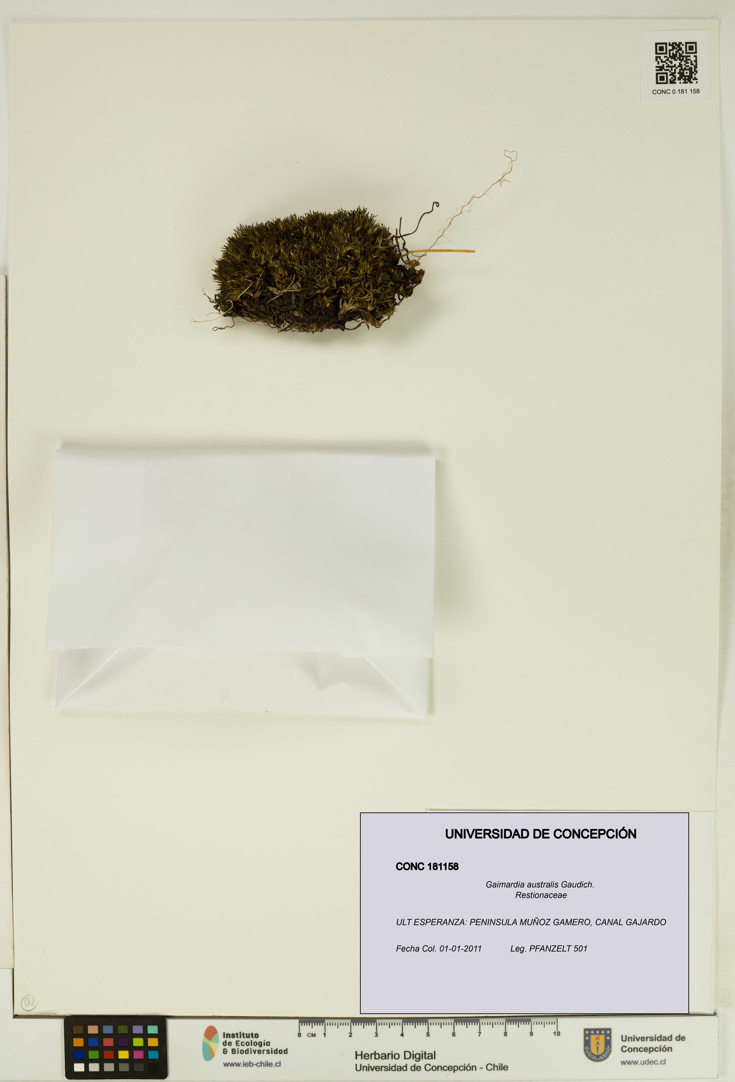 Gaimardia australis [Espécimen: UDEC:CONC:0181158]