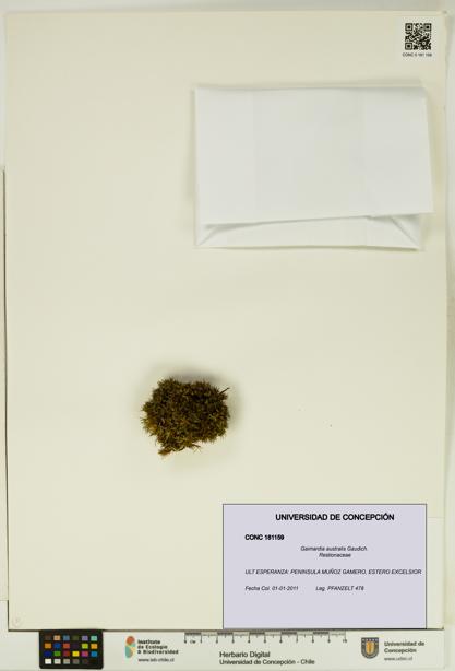 Gaimardia australis [Espécimen: UDEC:CONC:0181159]