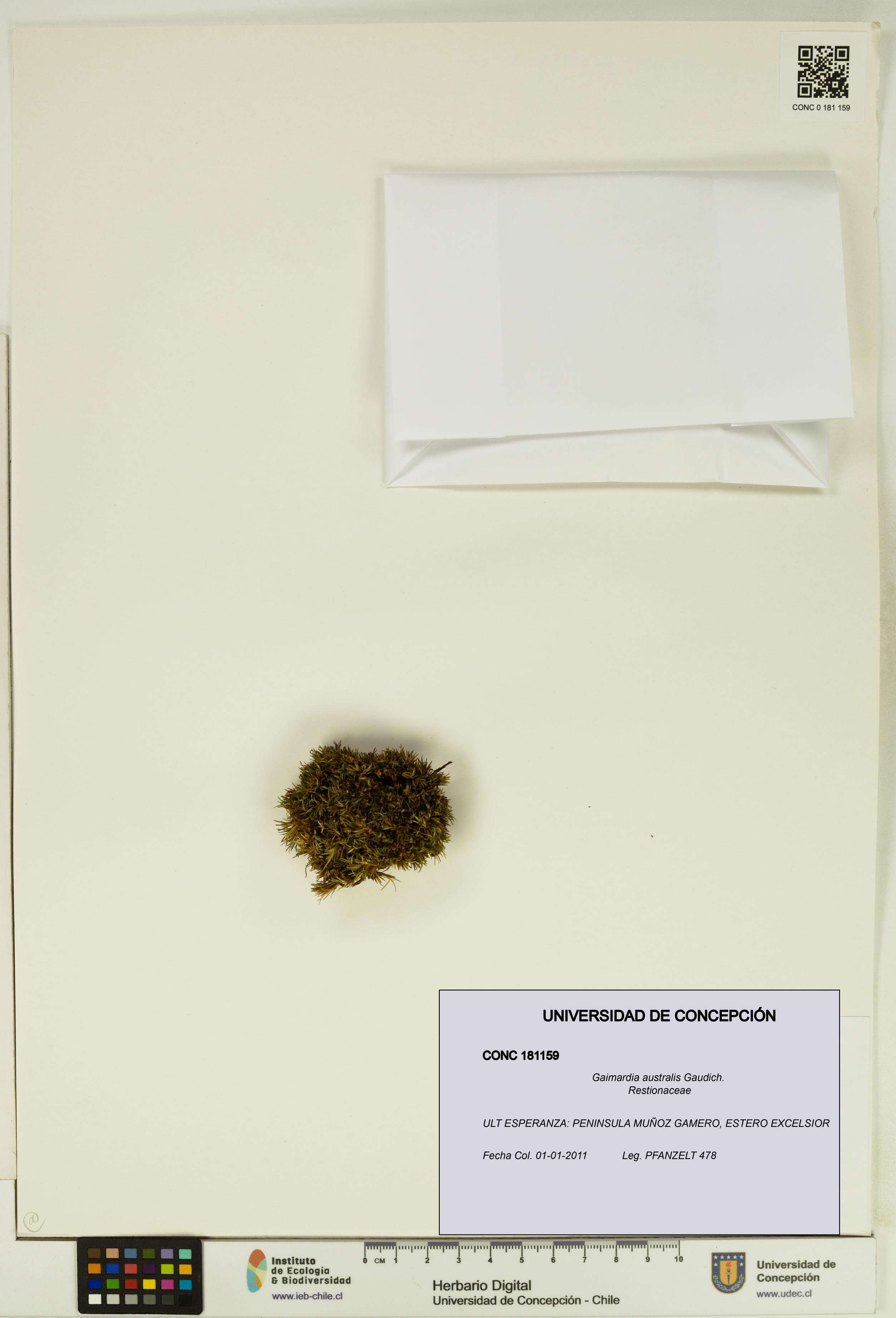 Gaimardia australis [Espécimen: UDEC:CONC:0181159]