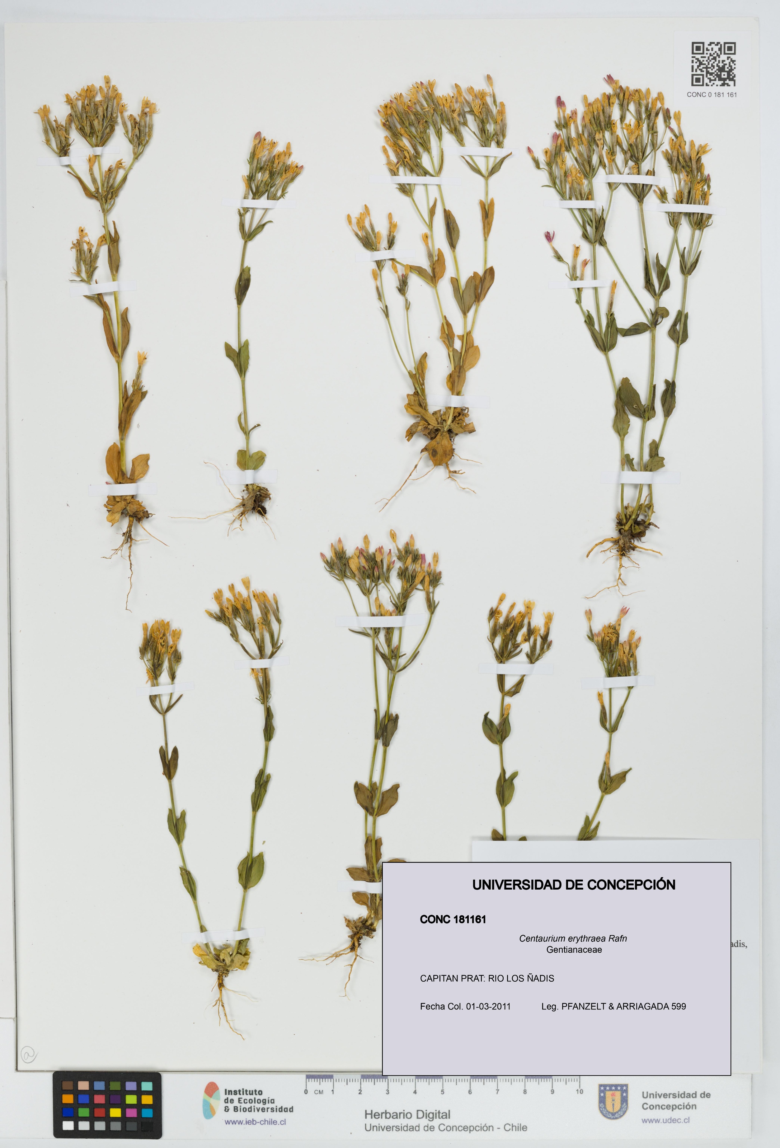 Centaurium erythraea [Espécimen: UDEC:CONC:0181161]