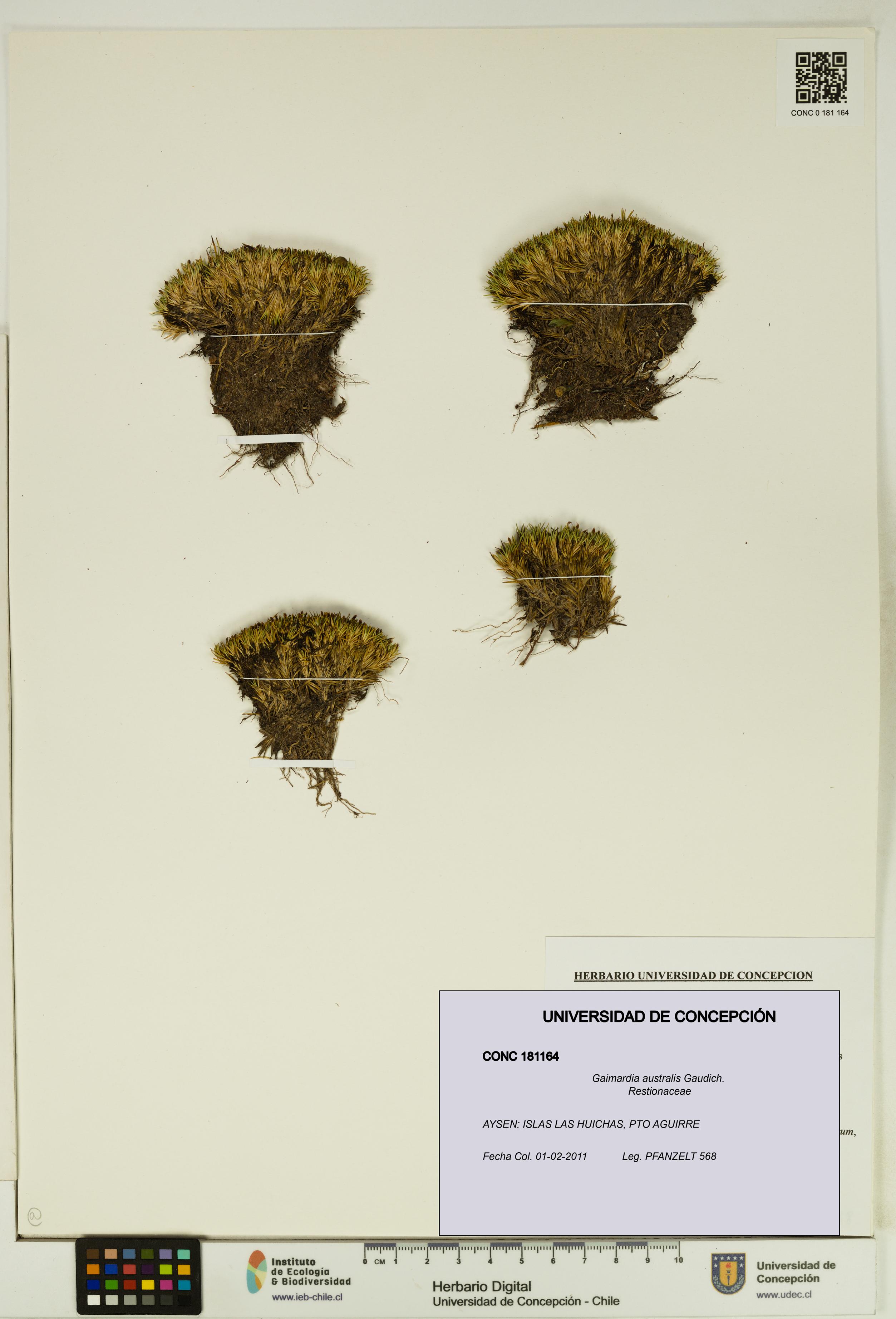 Gaimardia australis [Espécimen: UDEC:CONC:0181164]