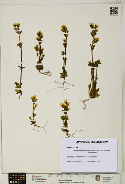 Gentianella magellanica [Espécimen: UDEC:CONC:0181169]