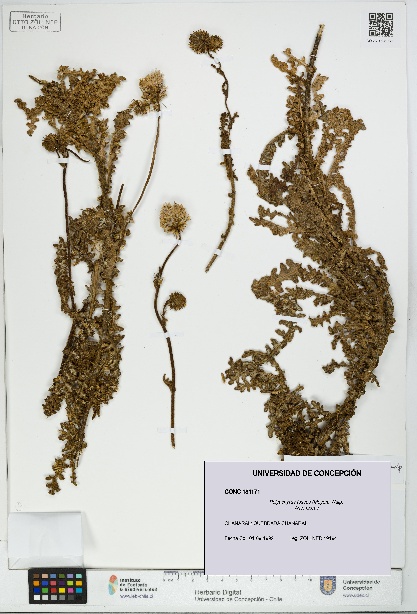 Polyachyrus fuscus [Espécimen: UDEC:CONC:0181171]