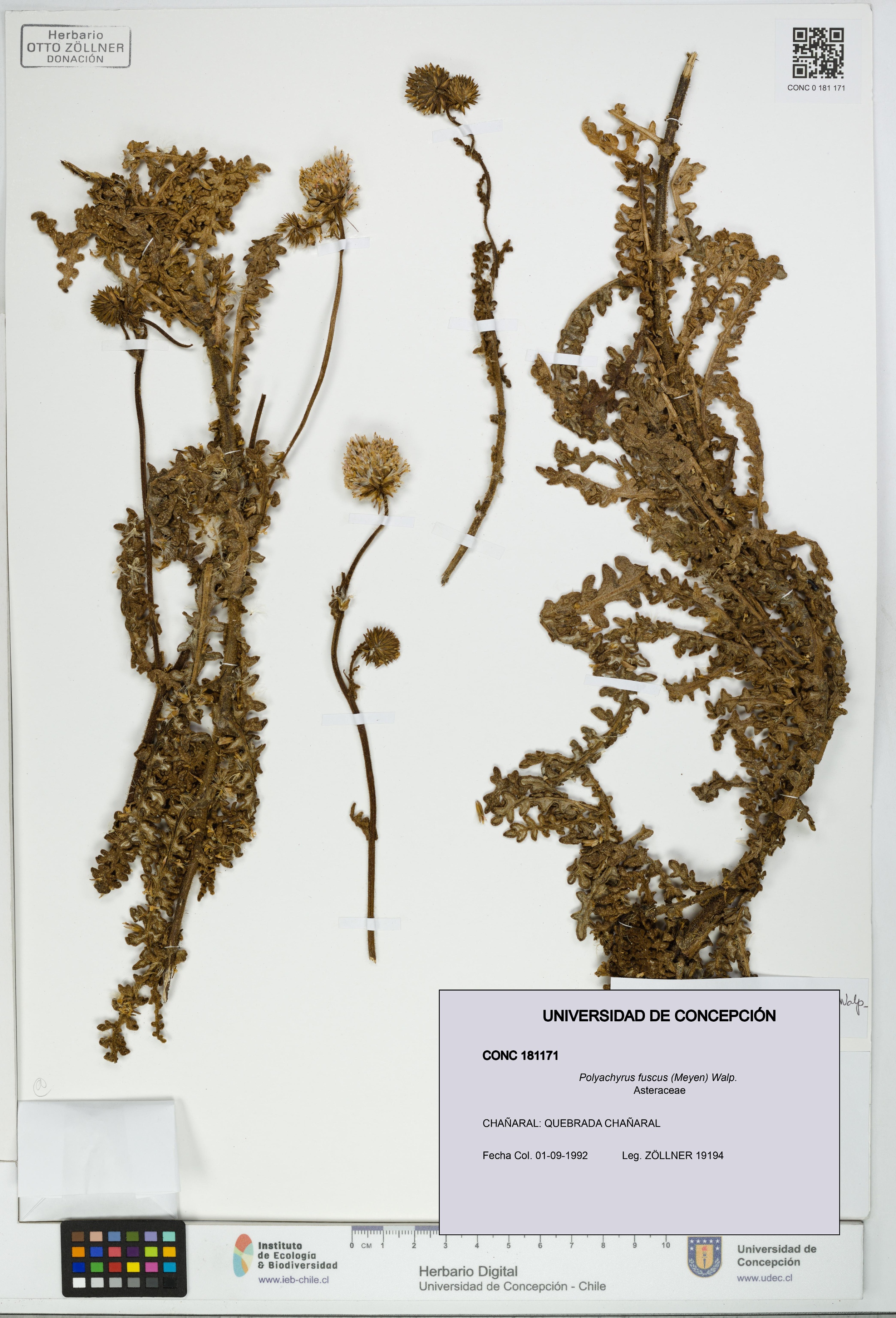 Polyachyrus fuscus [Espécimen: UDEC:CONC:0181171]