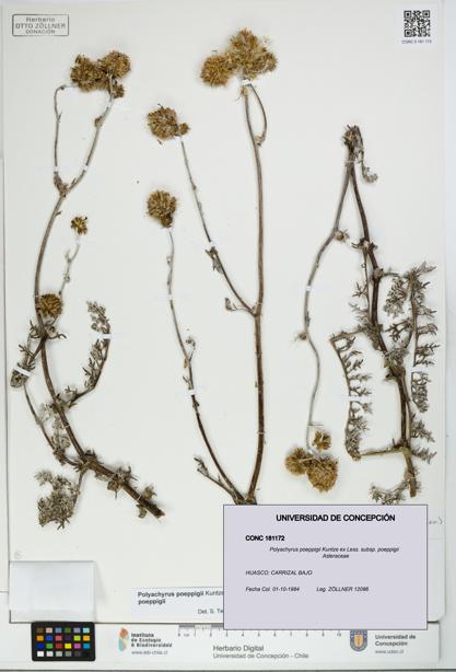 Polyachyrus poeppigii [Espécimen: UDEC:CONC:0181172]