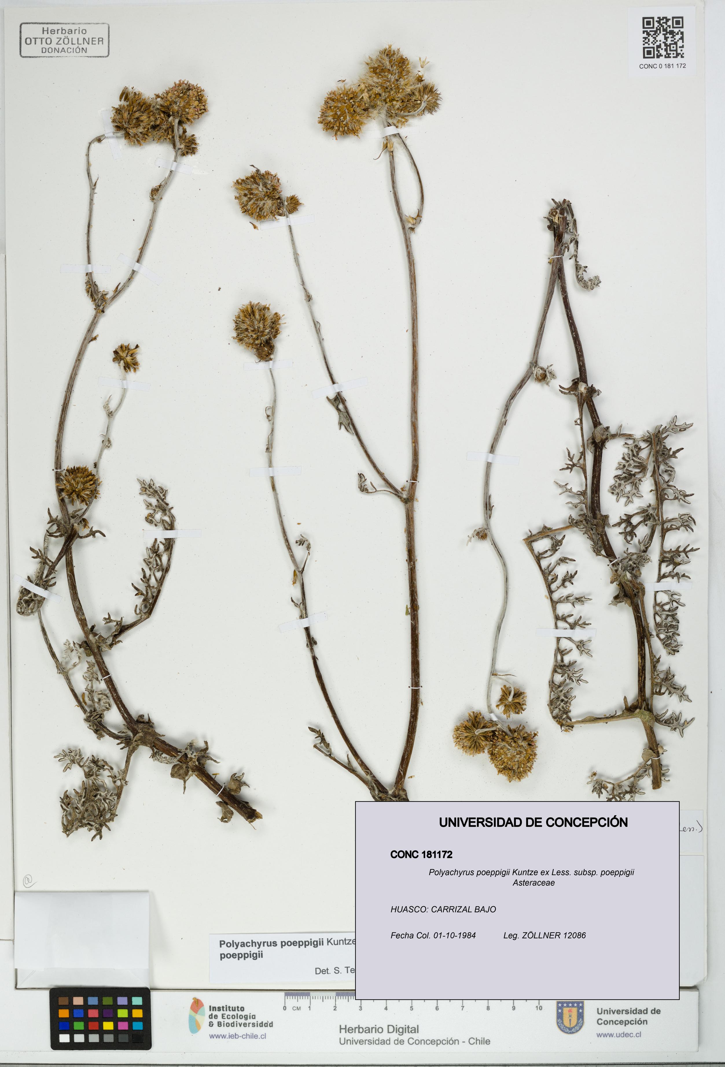 Polyachyrus poeppigii [Espécimen: UDEC:CONC:0181172]
