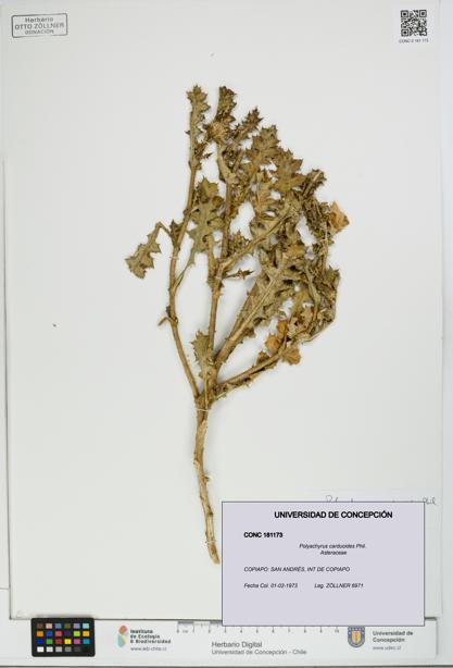 Polyachyrus carduoides [Espécimen: UDEC:CONC:0181173]