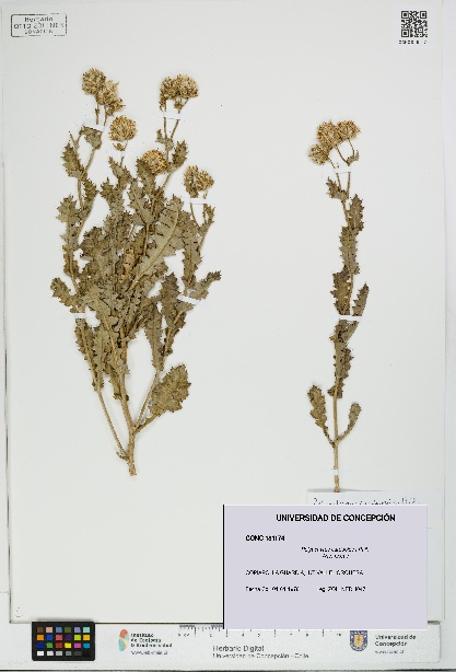 Polyachyrus carduoides [Espécimen: UDEC:CONC:0181174]