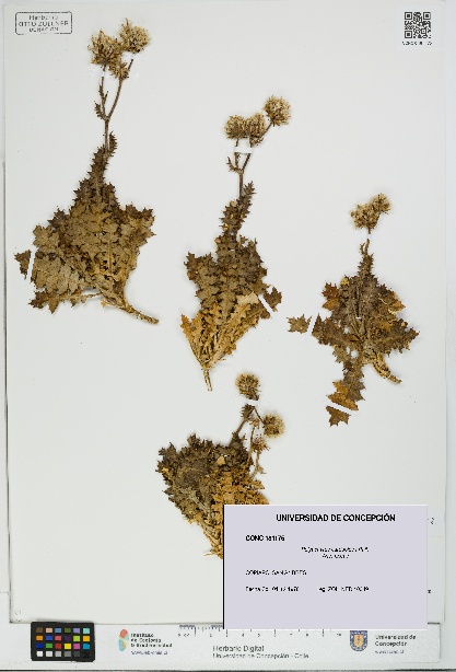 Polyachyrus carduoides [Espécimen: UDEC:CONC:0181175]