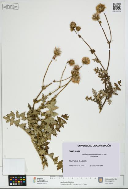 Polyachyrus sphaerocephalus [Espécimen: UDEC:CONC:0181176]