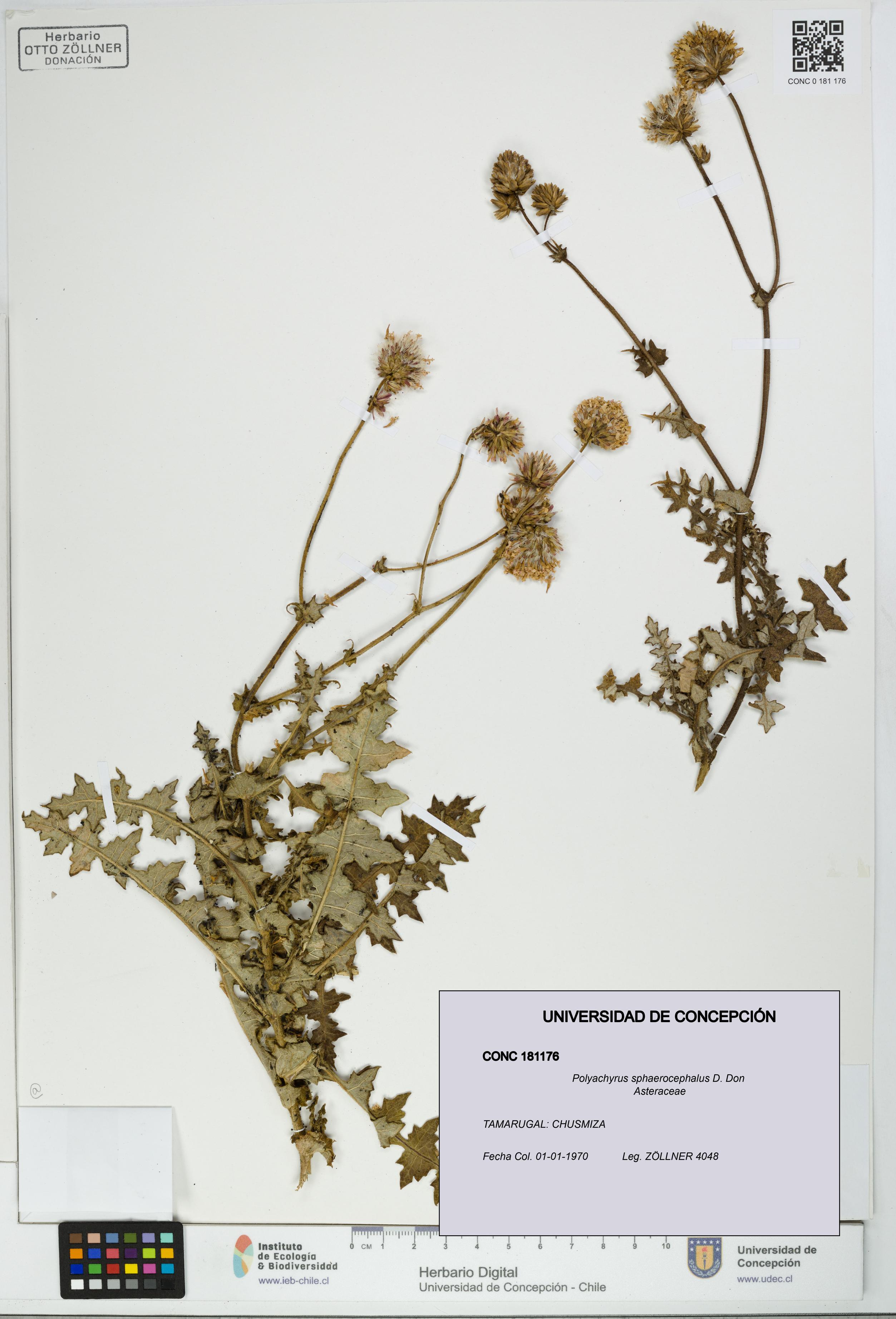 Polyachyrus sphaerocephalus [Espécimen: UDEC:CONC:0181176]