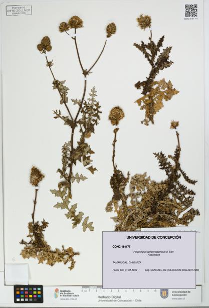 Polyachyrus sphaerocephalus [Espécimen: UDEC:CONC:0181177]