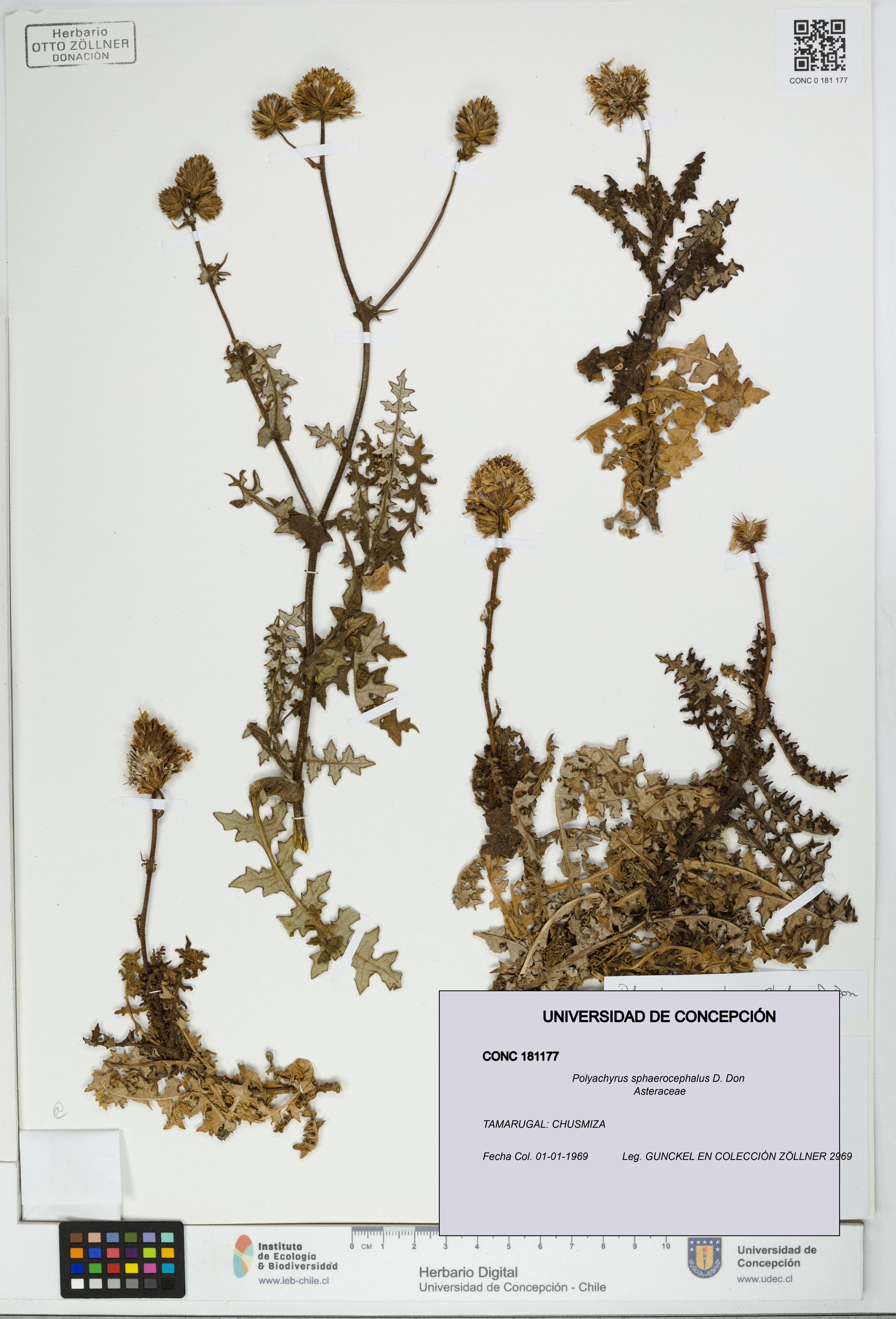 Polyachyrus sphaerocephalus [Espécimen: UDEC:CONC:0181177]