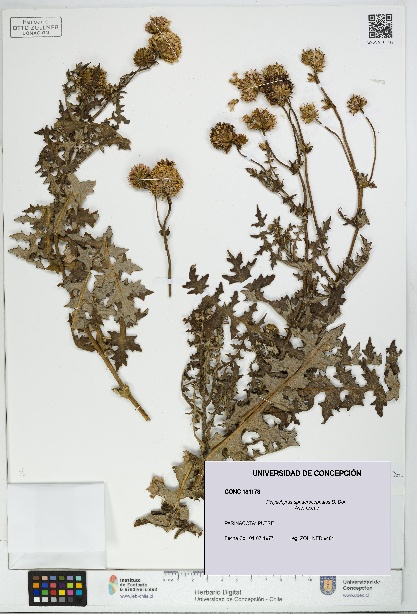 Polyachyrus sphaerocephalus [Espécimen: UDEC:CONC:0181178]