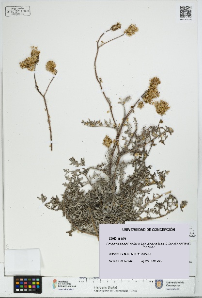 Polyachyrus poeppigii [Espécimen: UDEC:CONC:0181179]