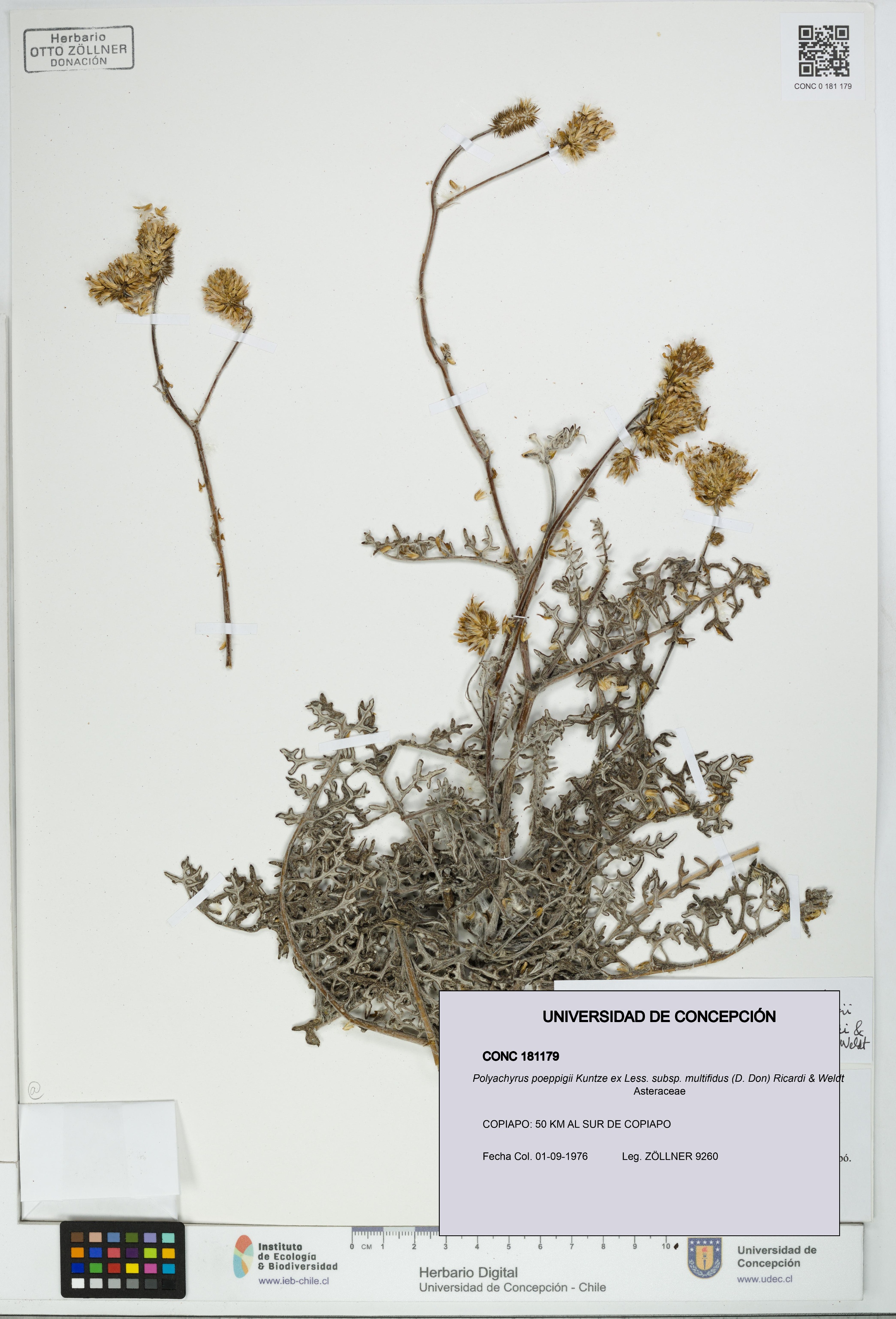 Polyachyrus poeppigii [Espécimen: UDEC:CONC:0181179]